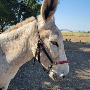 Black And Red Biothane Halter Bridle With Brass Hardware Horse Size Endurance
